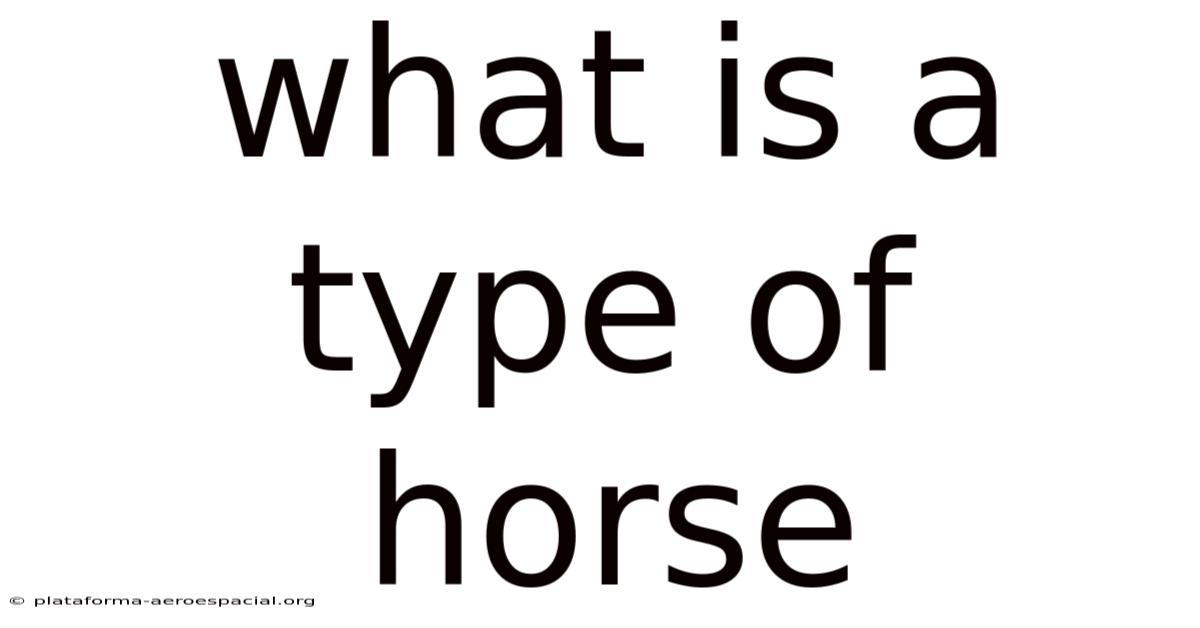 What Is A Type Of Horse