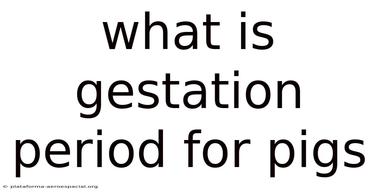 What Is Gestation Period For Pigs