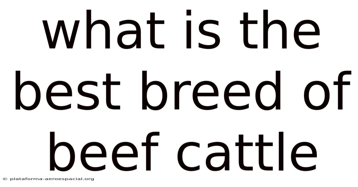 What Is The Best Breed Of Beef Cattle