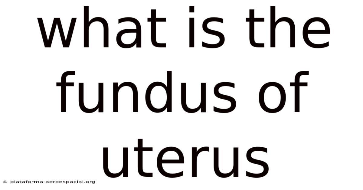 What Is The Fundus Of Uterus