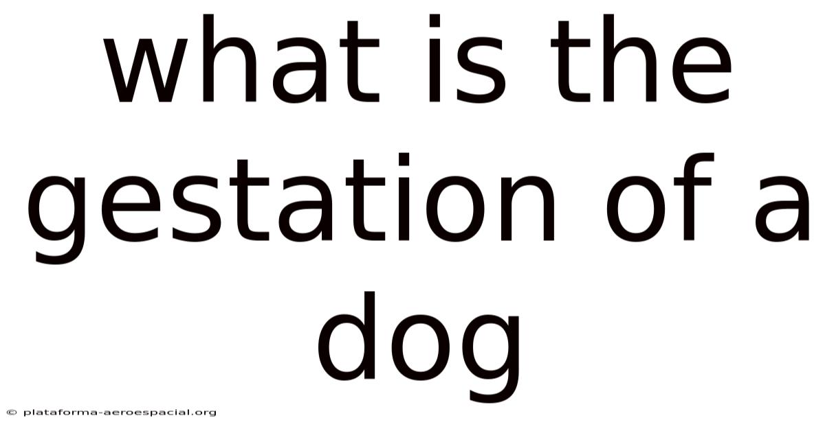 What Is The Gestation Of A Dog