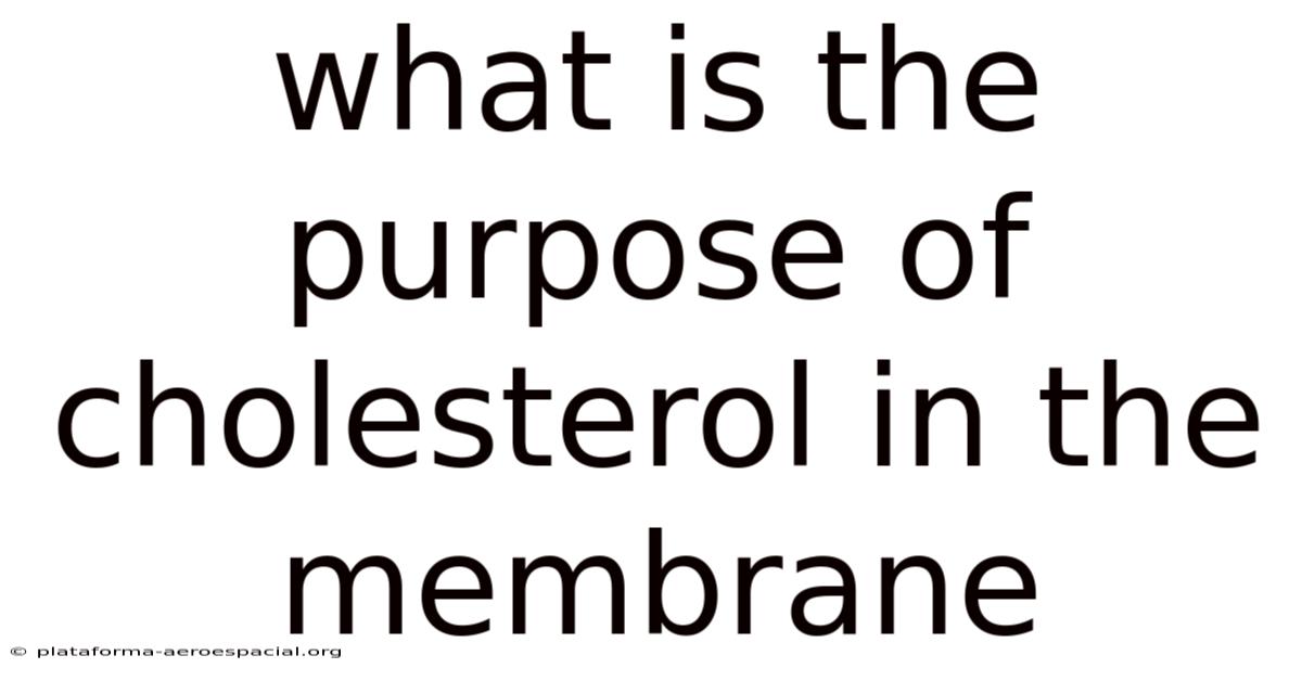 What Is The Purpose Of Cholesterol In The Membrane