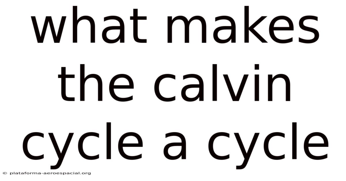 What Makes The Calvin Cycle A Cycle