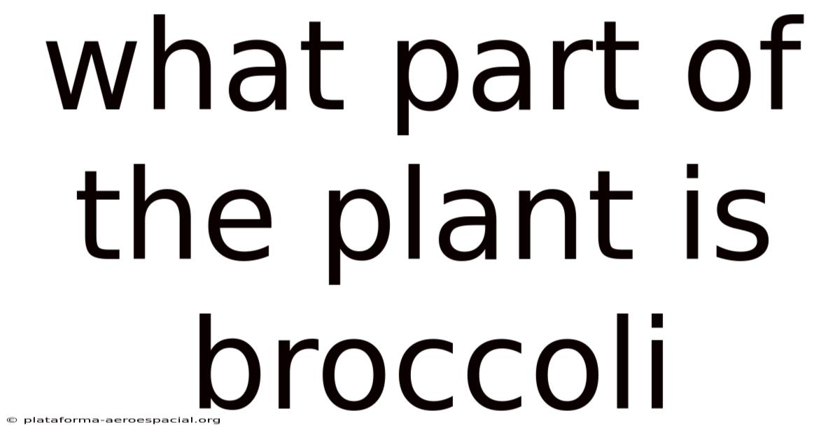 What Part Of The Plant Is Broccoli