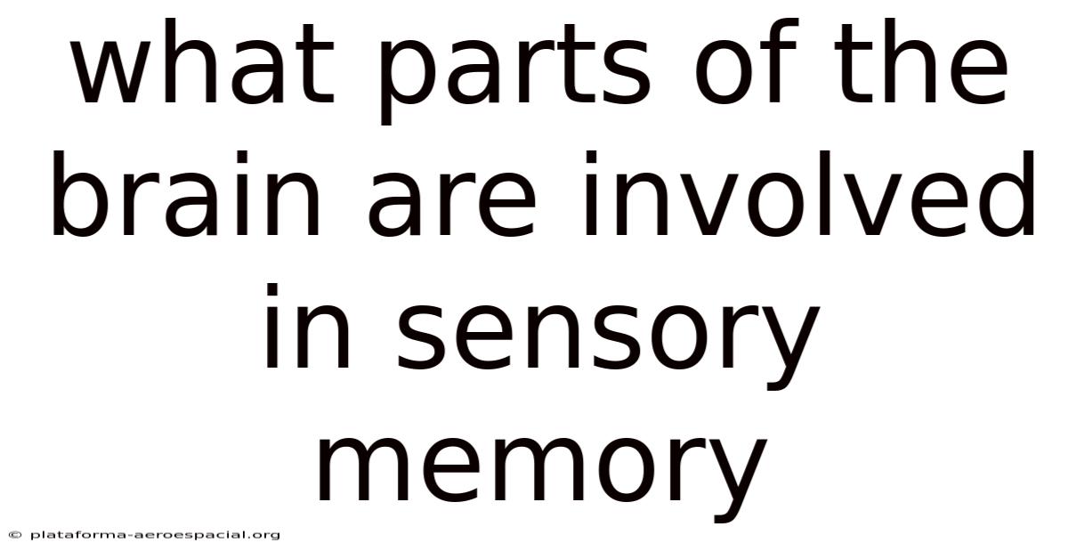 What Parts Of The Brain Are Involved In Sensory Memory