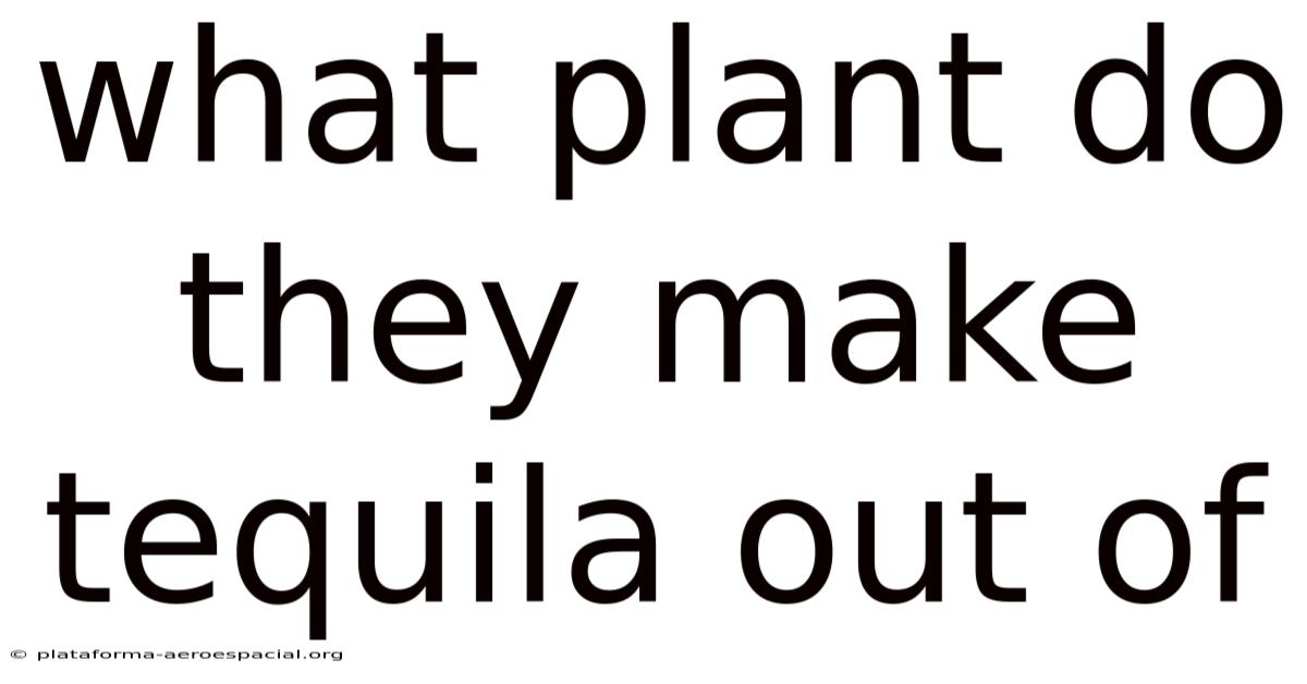 What Plant Do They Make Tequila Out Of