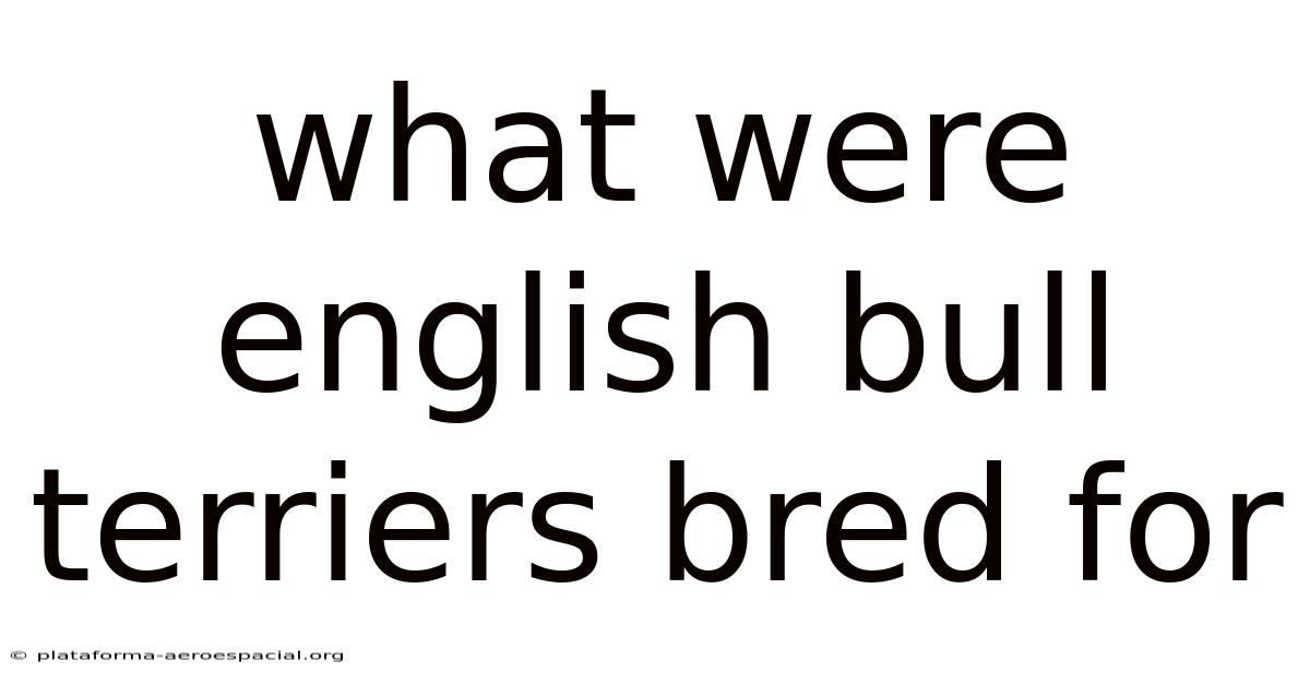 What Were English Bull Terriers Bred For