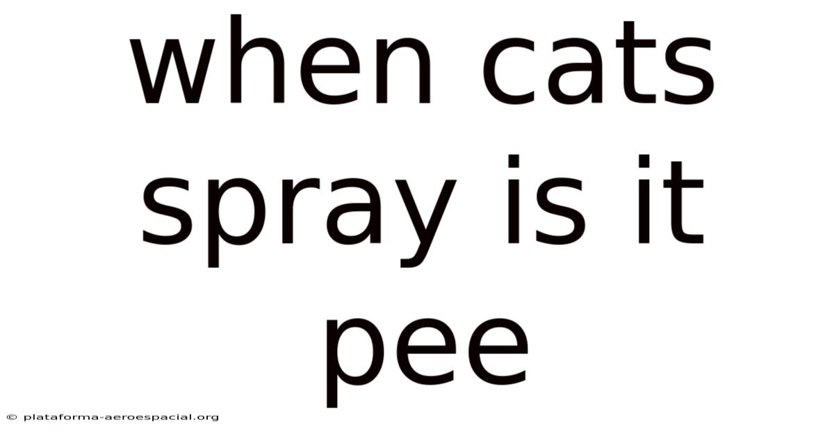 When Cats Spray Is It Pee