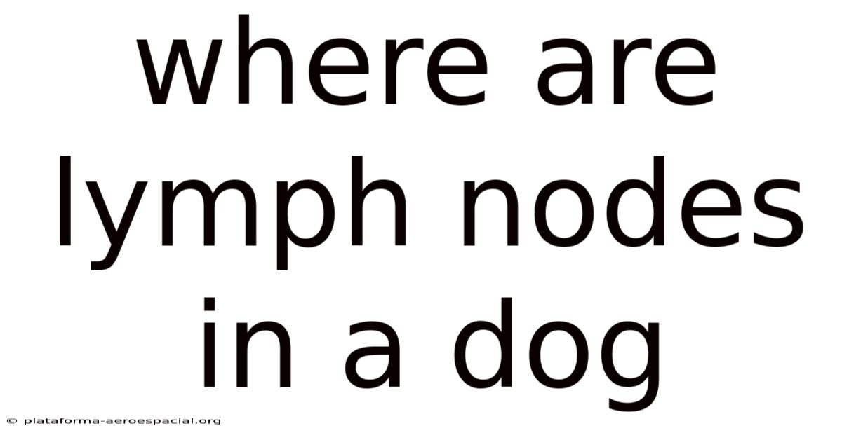 Where Are Lymph Nodes In A Dog