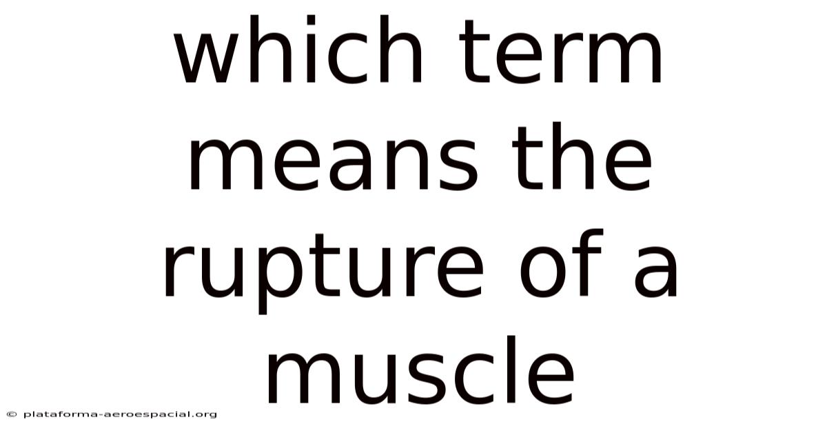 Which Term Means The Rupture Of A Muscle