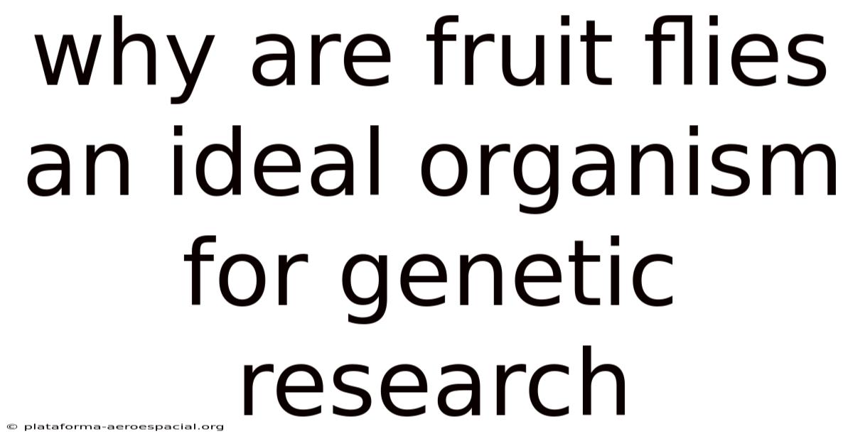Why Are Fruit Flies An Ideal Organism For Genetic Research