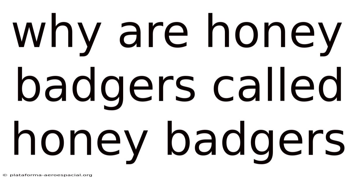 Why Are Honey Badgers Called Honey Badgers