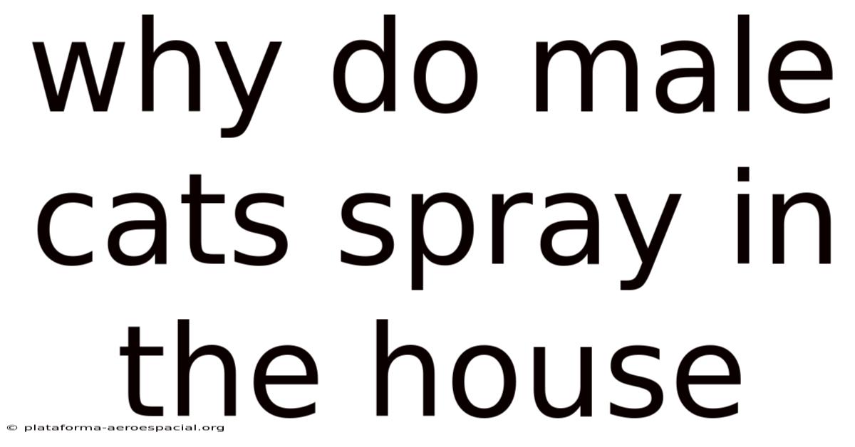 Why Do Male Cats Spray In The House