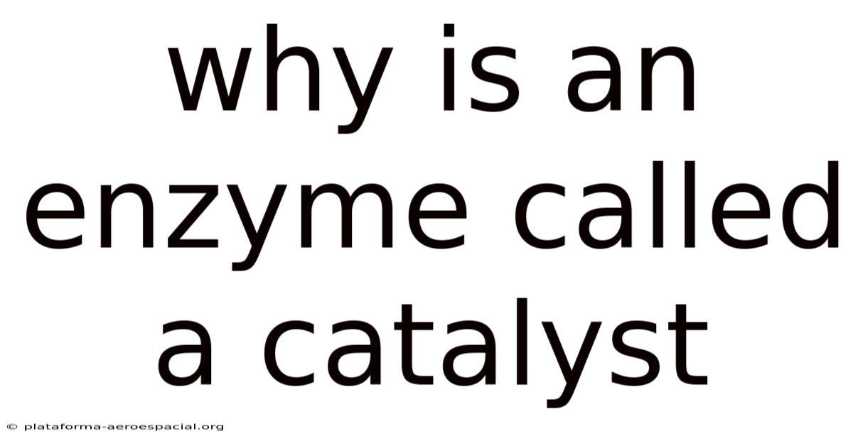 Why Is An Enzyme Called A Catalyst